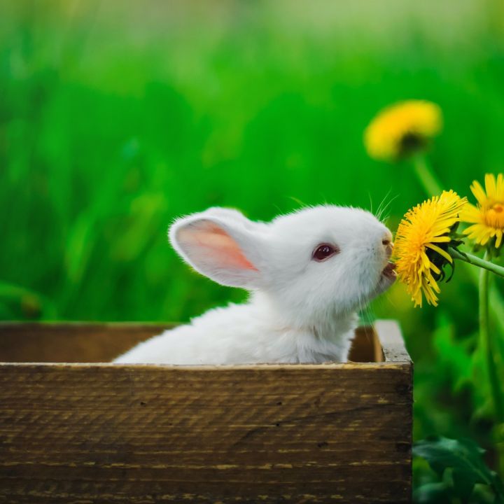 🌷🐰 Frohe Ostern w…